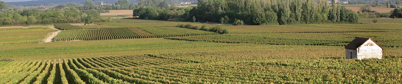 Bâtard-Montrachet