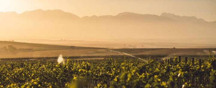 A.A. Badenhorst | 2024 Releases