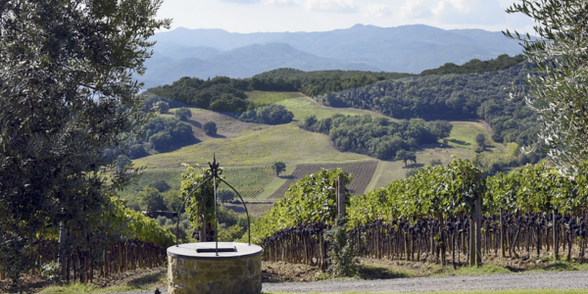A Quartet of exceptional Rosso di Montalcino | Tuscany’s Gems
