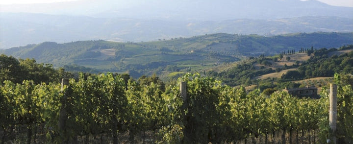 Gianni Brunelli | 2020 Brunello di Montalchino
