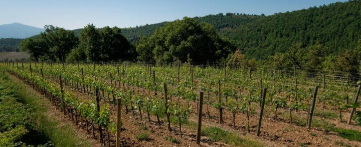 Salvioni | 2020 Brunello di Montalchino