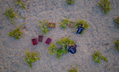 Hatzidakis | The best of the best of Santorini Assyrtiko