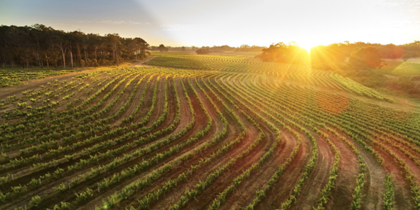 Leeuwin Estate | Art Series New Releases