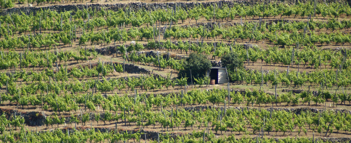 André Perret 2024 | New releases from the star of Condrieu