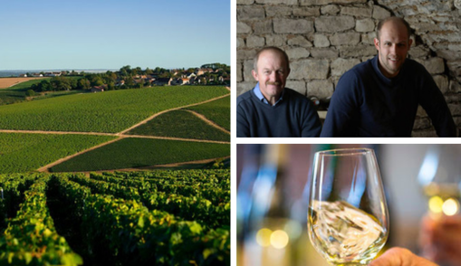 Meet Domaine Schaller | Chablis' rising star
