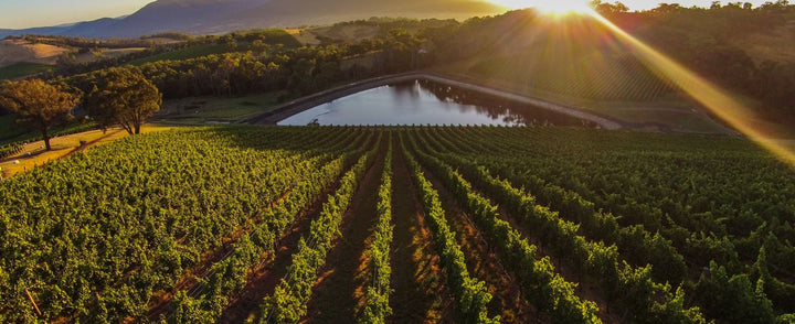 Giant Steps 2025 | Cool Climate Chardonnay & Pinot Noir from Australia's Yarra Valley