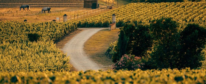 2021 Bordeaux | Revalued Prices of Wine