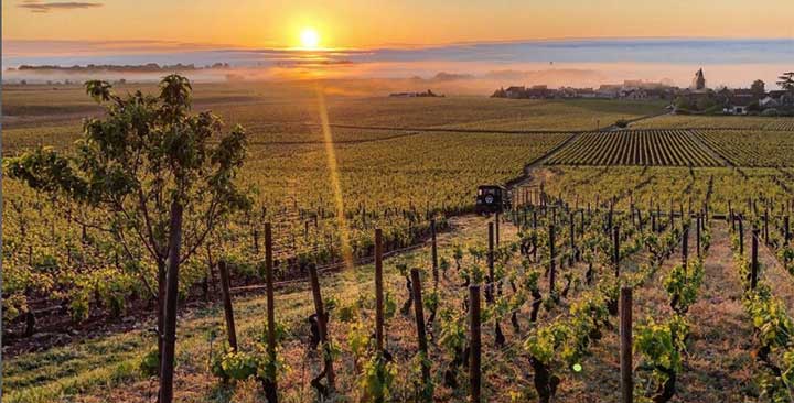 Domaine Arnoux-Lachaux | A "super-star" of Vosne Romanée – Goedhuis  Waddesdon