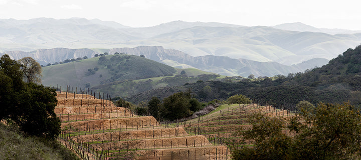 CALIFORNIA'S ORIGINAL PINOT NOIR VINEYARD