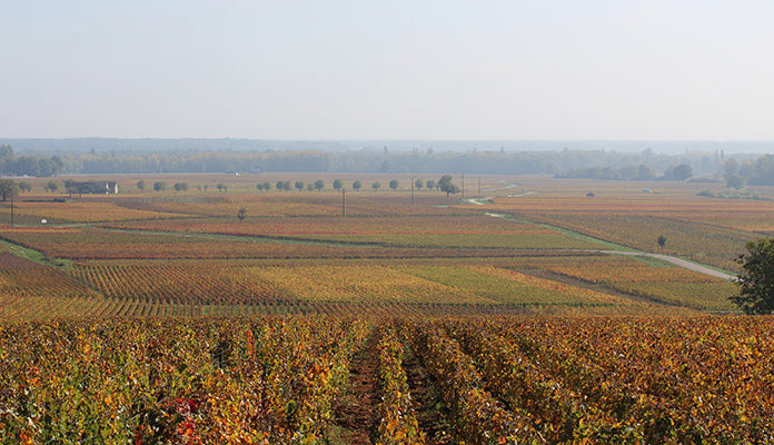 THE 2021 VINTAGE IN BURGUNDY | KEY POINTS